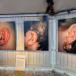 Drei gro&szlig;e Fotografien sind an einer wei&szlig;en Holzwand in einem Zelt montiert. Die Fotos zeigen Nahaufnahmen von Ohren. Das mittlere Foto zeigt ein Ohr mit einem Cochlea Implantat.