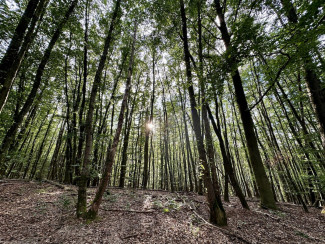Wald_Sonnenstrahlen