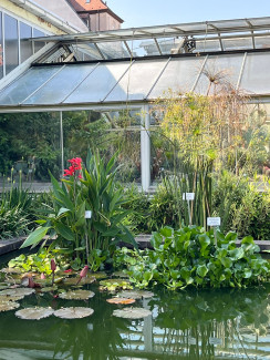 Verschiedene Pflanzen (z.B. Blumenrohr und Wasserhyazinthe) sind in einem Wasserbecken vor einem Gewächshaus eingepflanzt