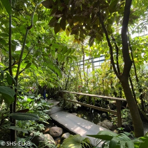 Eine kleine, einfache Brücke führt über einen Wasserlauf im Gewächshaus