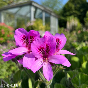 Blühende Kapuzenpelargonie