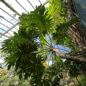 Ein Baum-Philodendron wuchert im Gewächshaus in die Höhe